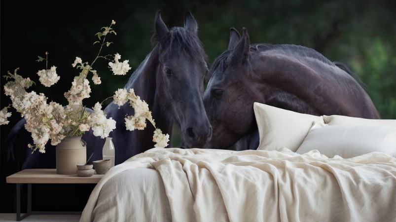 Image de Two beautiful frisian horse portrait