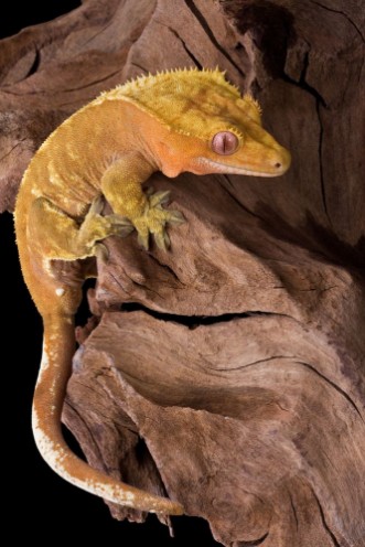 Afbeeldingen van Crested gecko climbing