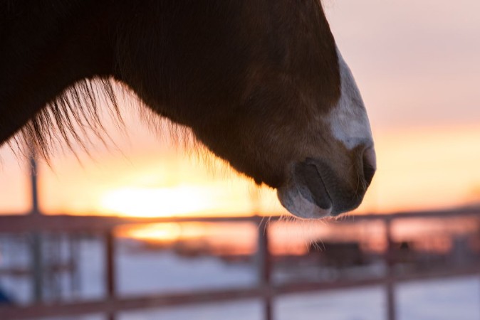 Afbeeldingen van Horse at the sunset
