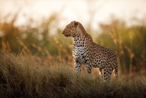 Picture of African leopard female pose in beautiful evening light Amazing leopard in the nature habitat Wildlife scene with dangerous beast Hot weather in Africa Panthera pardus pardus