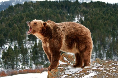 Picture of Angry Grizzly Bear on Rocks