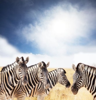 Bild på Zebra