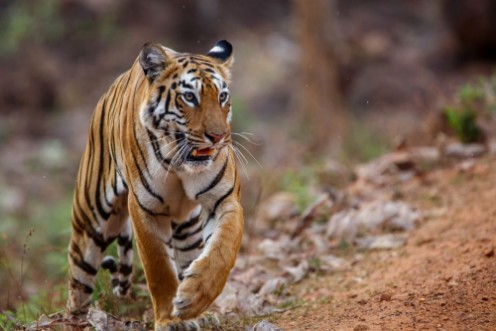 Bild på Female tiger on the move in Tadoba National Park in India