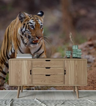 Picture of Female tiger on the move in Tadoba National Park in India