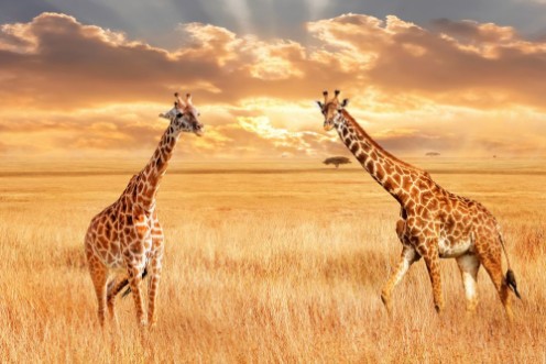 Afbeeldingen van Giraffes in the African savannah Wild nature of Africa Artistic African image