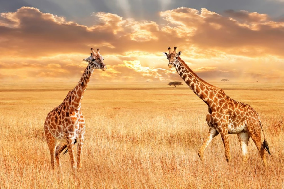 Bild på Giraffes in the African savannah Wild nature of Africa Artistic African image
