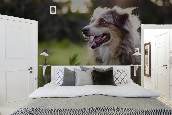 Picture of Australian Shepherd in Tall Grass