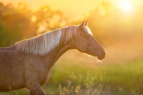 Picture of Beautiful horse with long blond mane portrait at sunset light