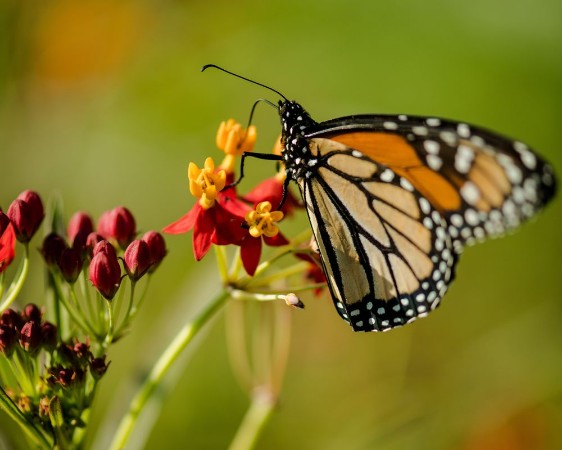 Picture of Monarch on Tropical Milkweed