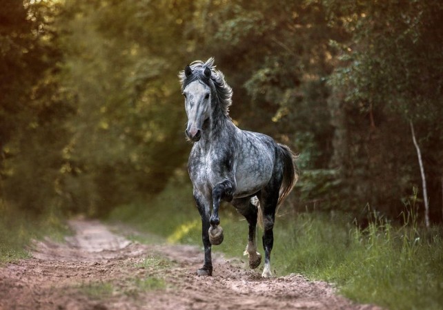 Picture of Arabian stallion running free in the morning forest