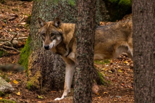 Image de Wolf in Srni