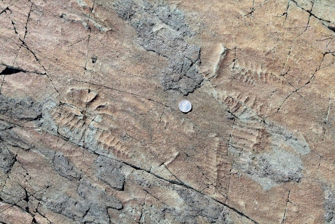 Afbeeldingen van Fossils of some of the oldest multicellular life on earth with coin for scale Mistaken Point Ecological Preserve Newfoundland Canada