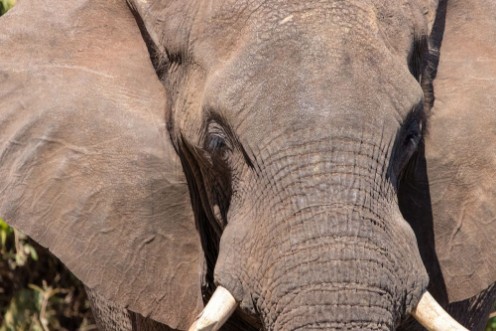 Picture of Elephant close up