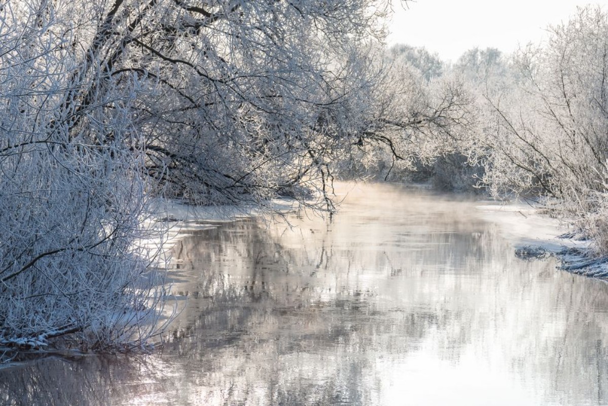 Picture of Winter landscape - frosty trees in sunny morning Tranquil winter nature in sunlight