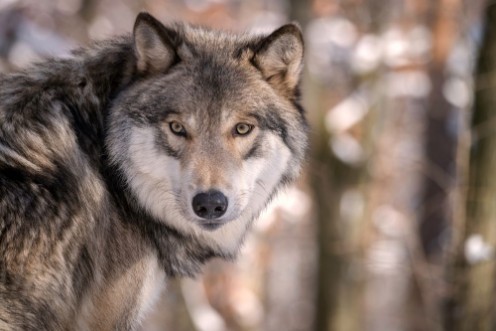 Image de Timber Wolf Gray Wolf or Grey Wolf in the Snow
