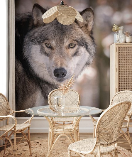 Bild på Timber Wolf Gray Wolf or Grey Wolf in the Snow