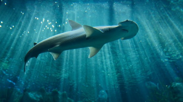 Afbeeldingen van Hammerhead shark