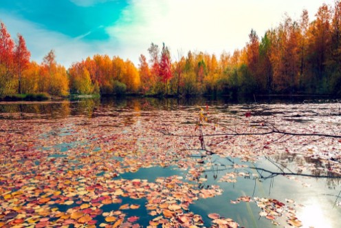 Afbeeldingen van Autumn leaves on the surface of the reservoir