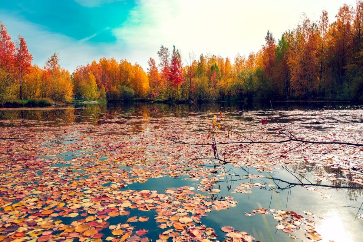 Afbeeldingen van Autumn leaves on the surface of the reservoir