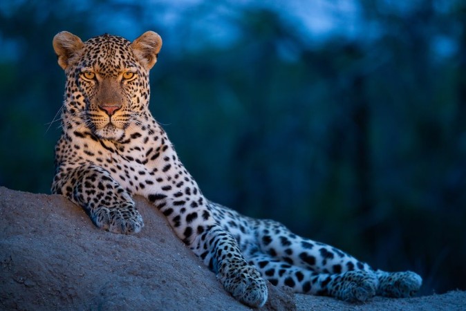 Bild på Leopard in their natural habitat - captured in the Greater Kruger National Park South Africa