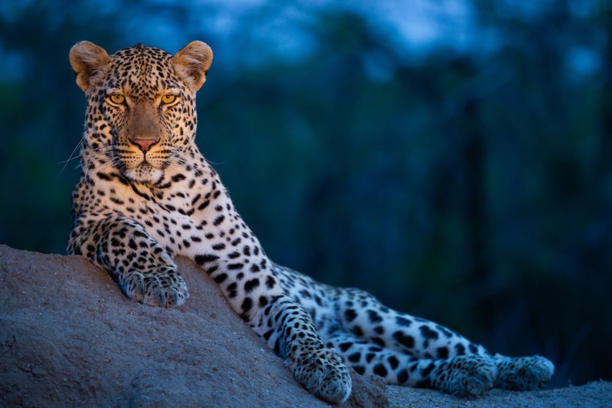 Afbeeldingen van Leopard in their natural habitat - captured in the Greater Kruger National Park South Africa