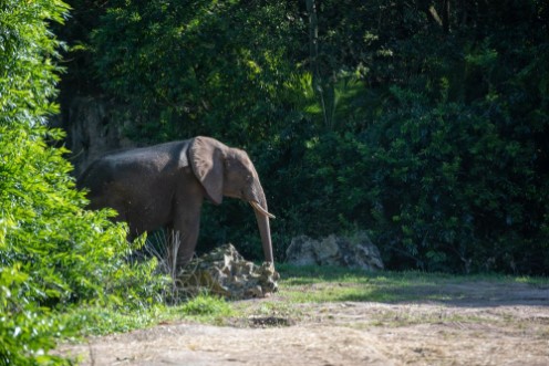Bild på Elephant silent