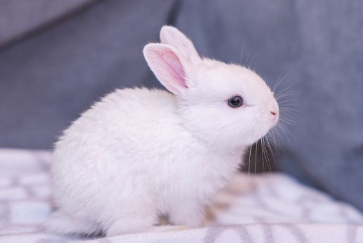 Picture of White bunny rabbit looking frontward to viewer Little bunny sitting on sofa Lovely pet for children and family inside house