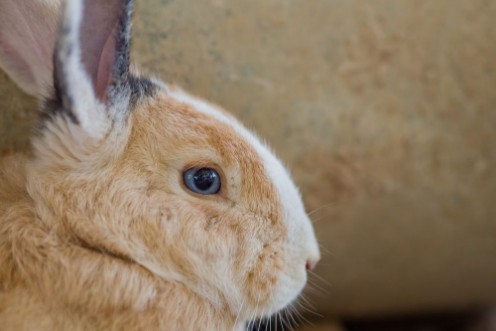 Bild på Brown rabbit bunny pet