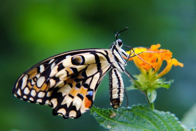 Image de Baby butterfly 5 minutes out of his cocon