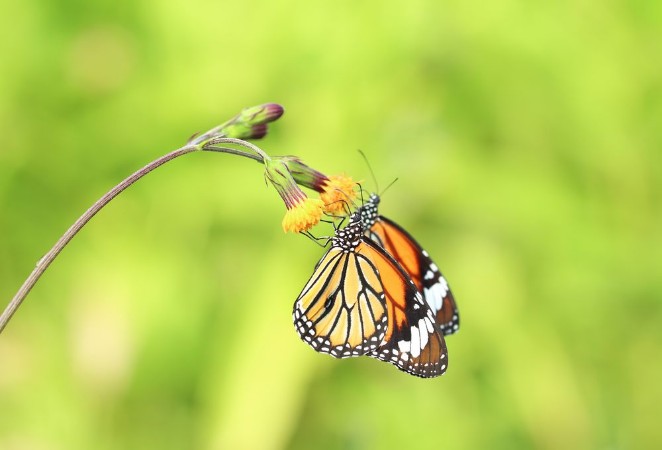 Bild på Closeup butterfly on flower Common tiger butterfly