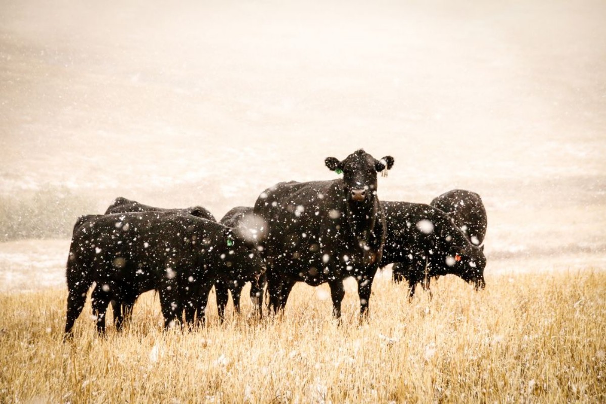 Image de Vaches broutant dans la neige