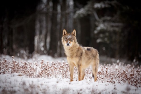 Image de Wolf im Winter