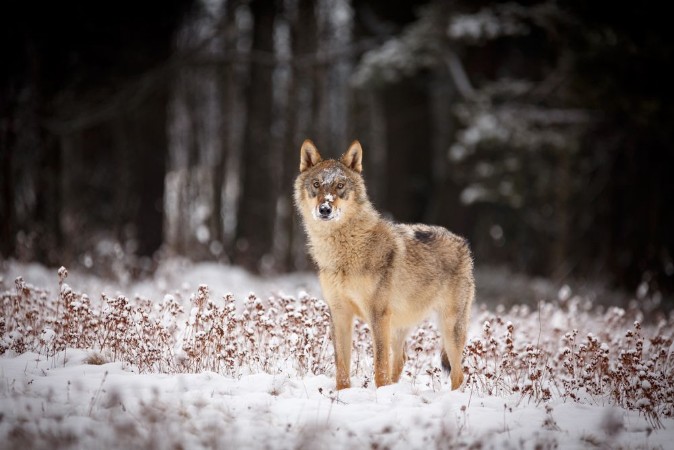 Picture of Wolf im Winter