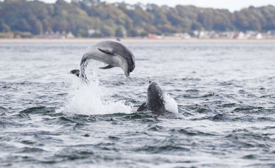 Afbeeldingen van Wild dolphin in playful mood while hunting for migrating Atlantic Scottish salmon in the Moray Firth in the Scottish Highland