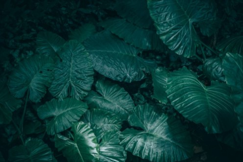 Bild på Large foliage of tropical leaf with dark green texture abstract nature background