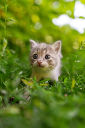 Afbeeldingen van Portrait of a kitten in green grass