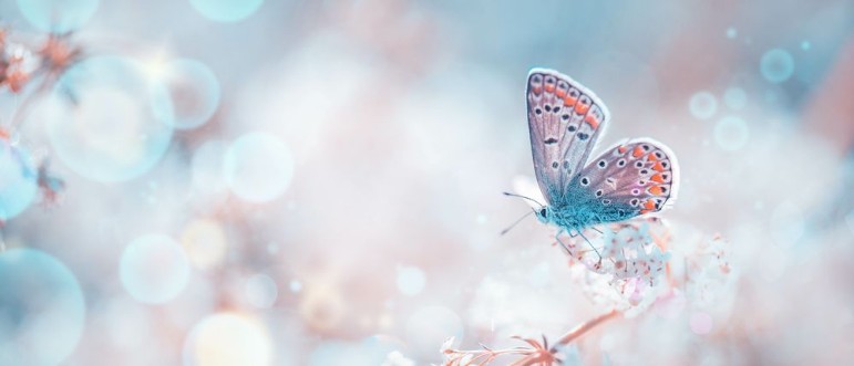 Afbeeldingen van Schmetterling auf Frhlingswiese