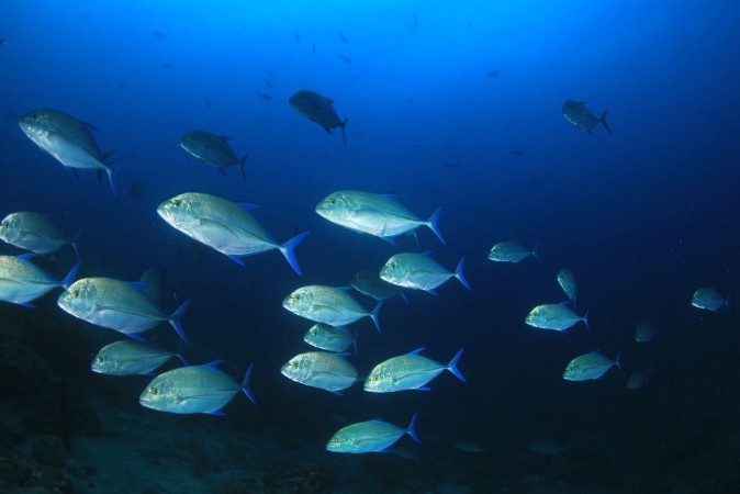 Picture of School of trevally jack fish