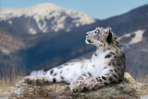Afbeeldingen van Snow leopard lay on a rock against snow mountain landscape