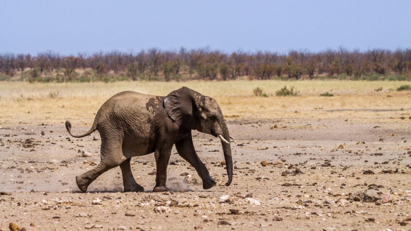 Afbeeldingen van African bush elephant in Kruger National park South Africa  Specie Loxodonta africana family of Elephantidae