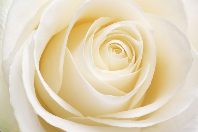 Beautiful fresh white rose photowallpaper Scandiwall