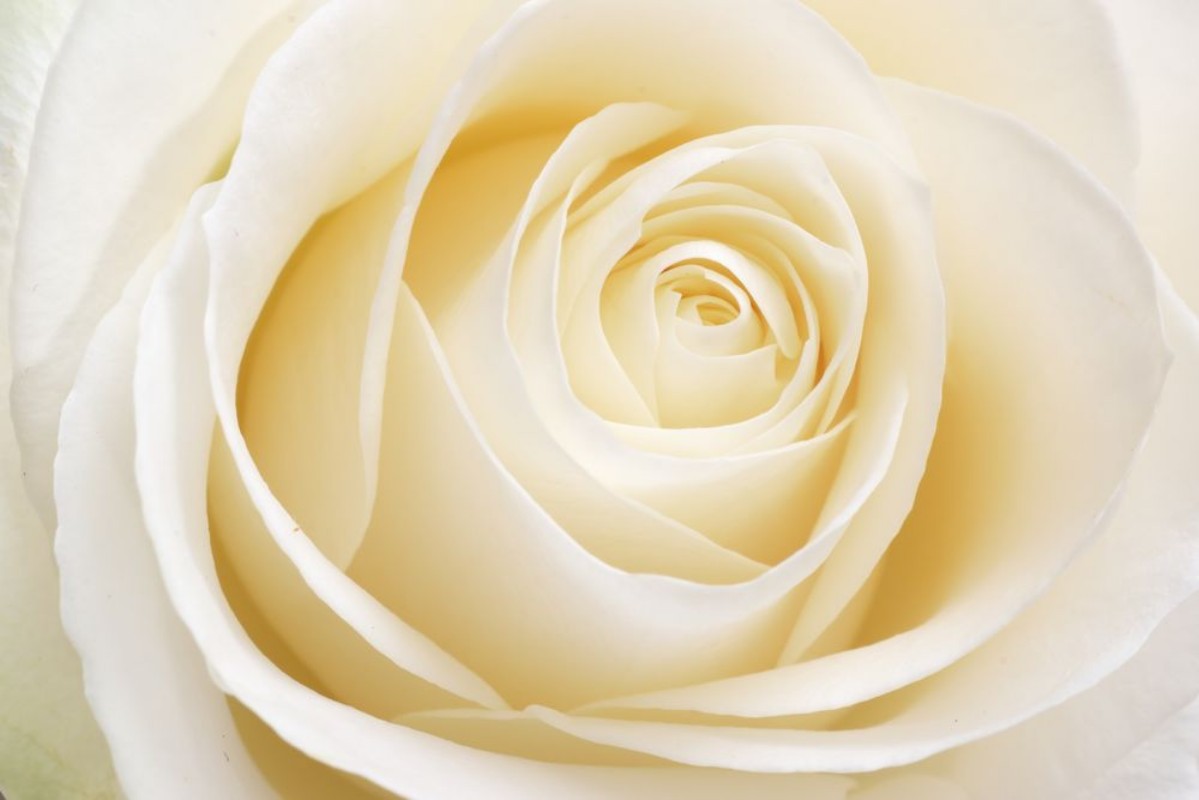 Afbeeldingen van Verse witte roos