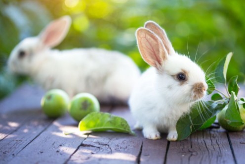Rabbit and Apple photowallpaper Scandiwall