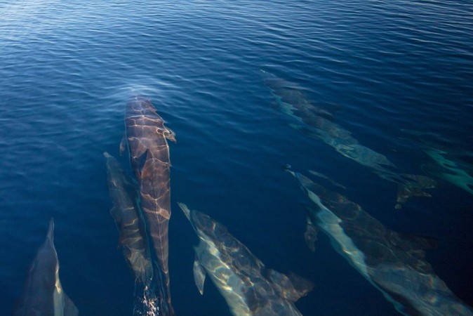 Afbeeldingen van Pod of 7 common bottlenosed dolphins swimming underwater near Santa Cruz island in the Channel Islands National Park off the California coast in United States