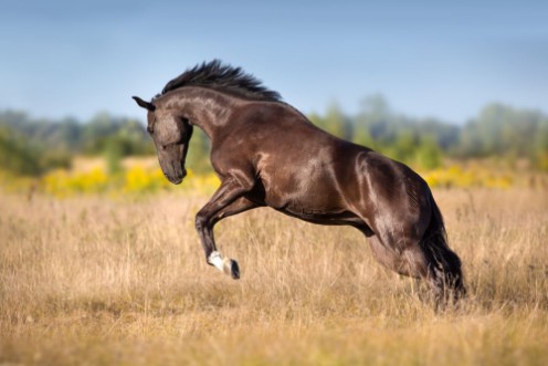 Afbeeldingen van Black horse run gallop in autumn meadow