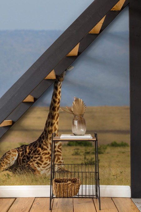 Afbeeldingen van Giraffe lying down on the savanna