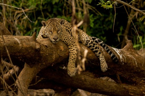 Afbeeldingen van Brazilian Pantanal Jaguar on a Tree