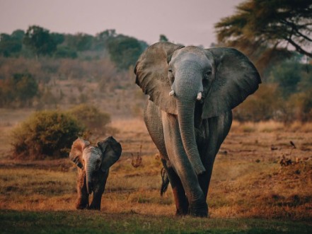 Picture of Elefantenkuh mit Jungem auf dem Weg zum Wasserloch Senyati Safari Camp Botswana