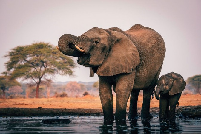Afbeeldingen van Elefantenkuh trinkt mit Jungem am Wasserloch Senyati Safari Camp Botswana
