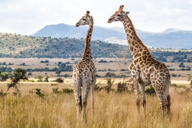 Afbeeldingen van Giraffes in Pilanesberg National Park in South Africa